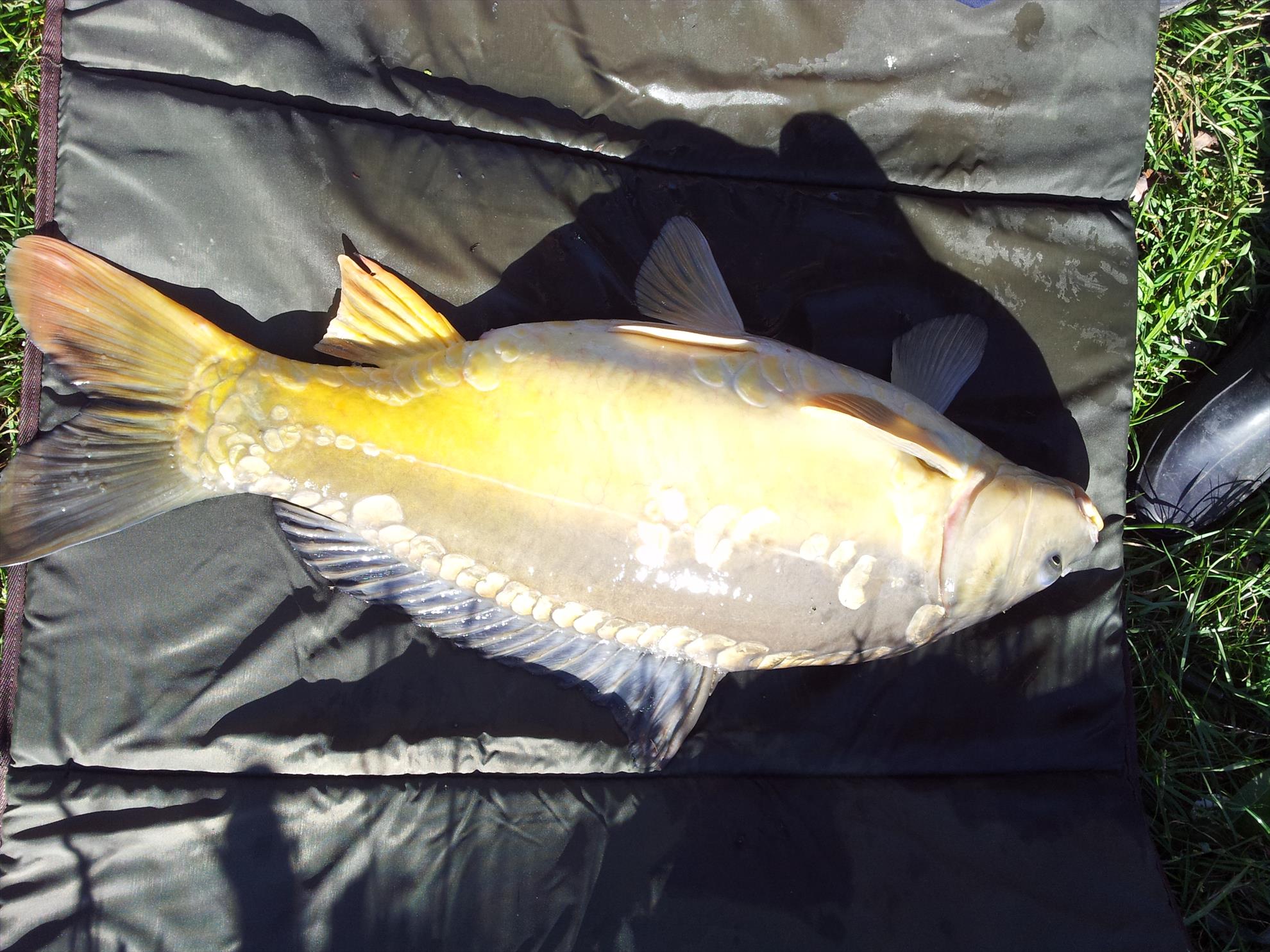 pescuit la crap - 20131005151817.jpg